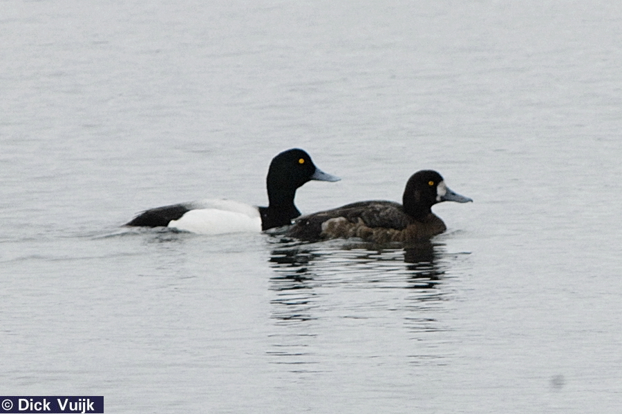Photo of a male and female Scaup - Click for Full Size Image