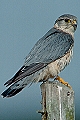 Falco columbarius, smelleken