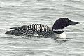 Gavia immer, Great Northern Diver (Loon)
