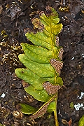 Thmbn Polypodium vulgare