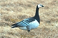 Branta leucopsis, Barnacle Goose