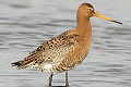 Limosa limosa, Black-tailed Godwit