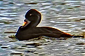 Melanitta nigra, Common Scoter