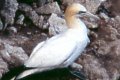 Morus bassanus, Gannet on Iceland