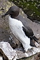 Uria aalge, Common Guillemot on Iceland