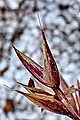 pagina over Agrostis vinealis, zandstruisgras op IJsland