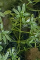 page on Callitriche palustris, Vernal Water-starwort on Iceland