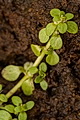 page on Callitriche stagnalis, Common Water-starwort on Iceland