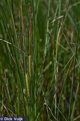 Foto van een aantal halmen van de snavelzegge: Carex rostrata - Klik voor volledige weergave