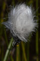 Thmbn Eriophorum scheuchzeri