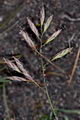 Thmbn Festuca richardsonii