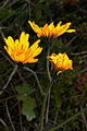 pagina over Hieracium aquiliforme, havikskruidsoort op IJsland