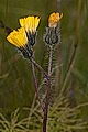 pagina over Hieracium strictophyllum, havikskruidsoort op IJsland