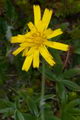 Hieracium thaectolepium, heuvelhavikskruid op IJsland