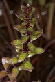 page on Hippuris tetraphylla, Four-leaved Mare's-Tail on Iceland