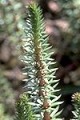 page on Hippuris vulgaris, Mare's Tail on Iceland