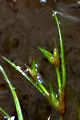 page on Juncus bufonius, Toad Rush on Iceland