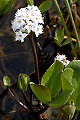 pagina over Menyanthes trifoliata, waterdrieblad op IJsland