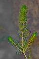 Myriophyllum alternifolium, Alternate Water-milfoil on Iceland