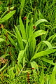 Thmbn Plantago lanceolata