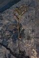 page on Potamogeton alpinus, Red Pondweed on Iceland