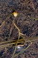 page on Potamogeton berchtoldii, Small Pondweed on Iceland