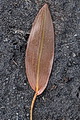 page on Potamogeton natans, Broad-leaved Pondweed on Iceland