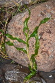 page on Potamogeton praelongus, Long-stalked Pondweed on Iceland