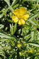 Thmbn Ranunculus acris