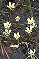 pagina over Ranunculus trichophyllus, Thread-leaved fijne waterranonkel op IJsland