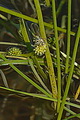 page on Sparganium sp, Bur-reed species on Iceland