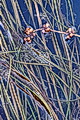 page on Stuckenia filiformis, Slender-leaved Pondweed on Iceland