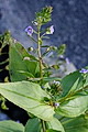 Thmbn Veronica serpyllifolia