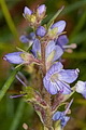 Thmbn Veronica officinalis