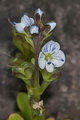 Thmbn Veronica serpyllifolia